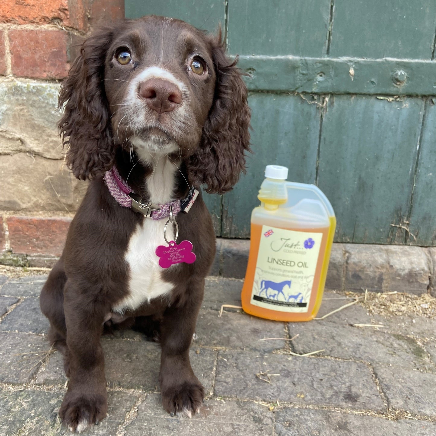 Just Linseed Oil - Natural Pet Supplement - British Cold Pressed Extra Virgin Linseed (Flaxseed) Oil 1 Litre
